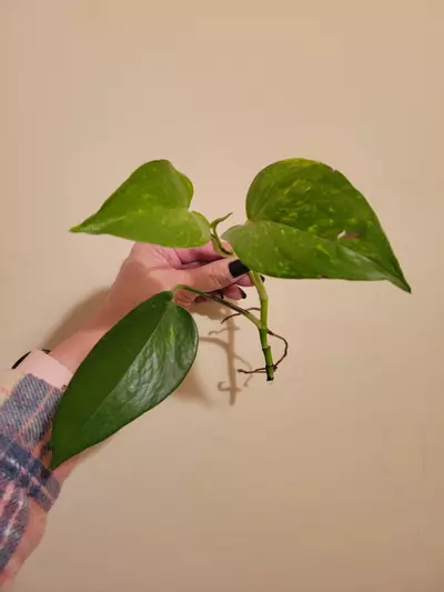 plant/Hawaiian Pothos Rooted Cutting-0-thumbnail