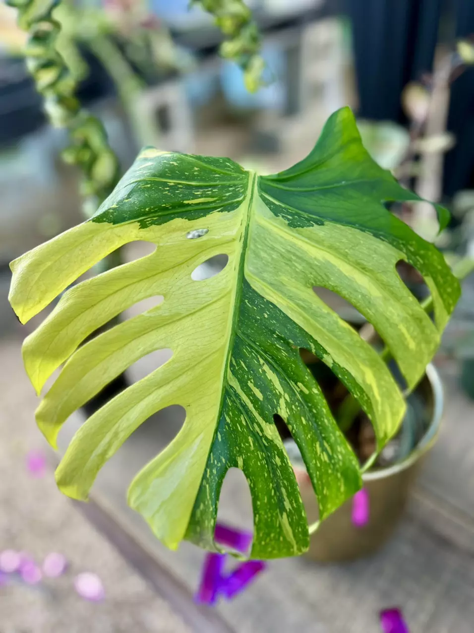 plant/Monstera Electrolyte Raffle Ticket-1