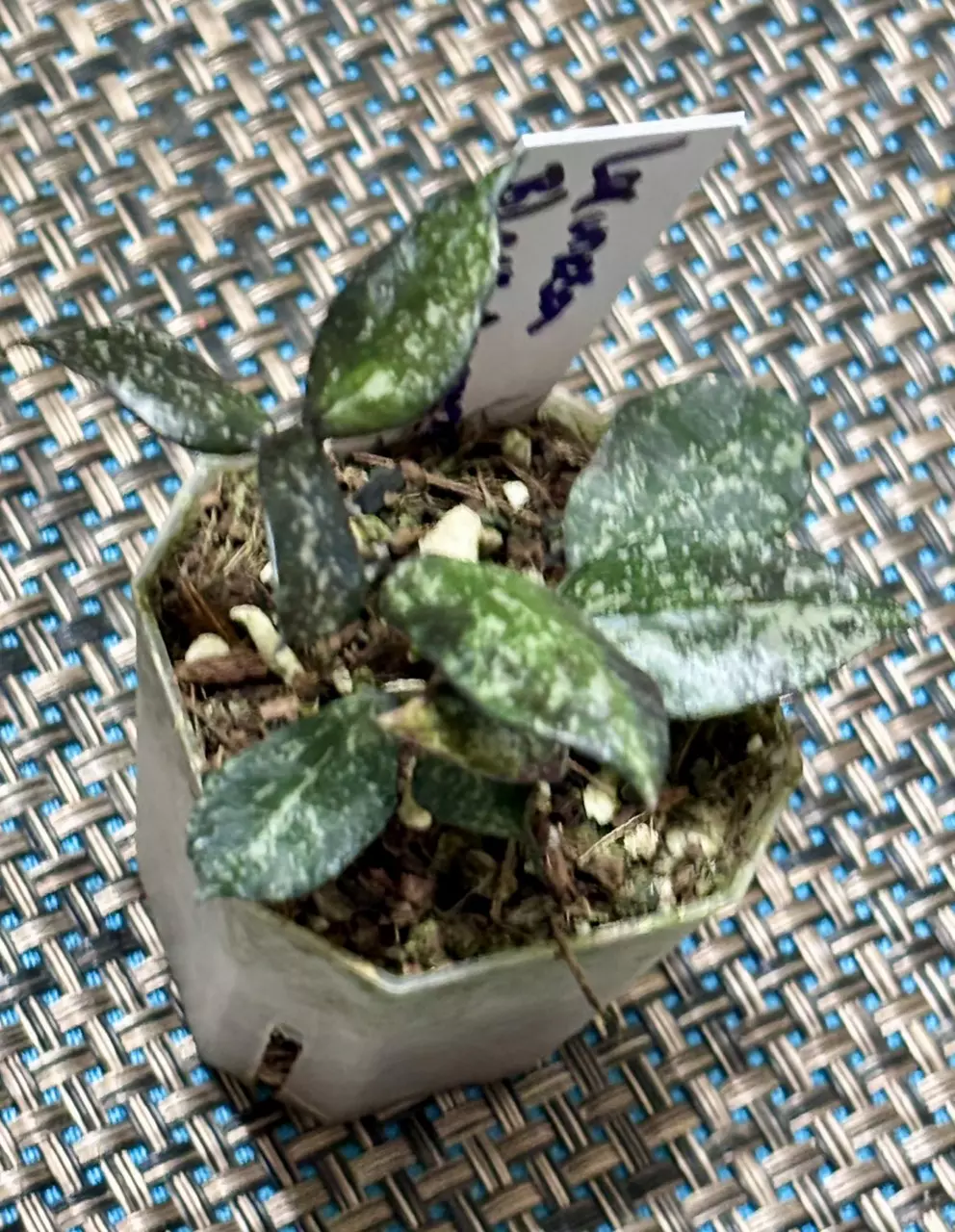 plant/Hoya Lacunosa Black Aurora-1