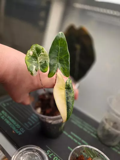 plant/Alocasia Zebrina Tricolor corm - grower's choice-1-thumbnail