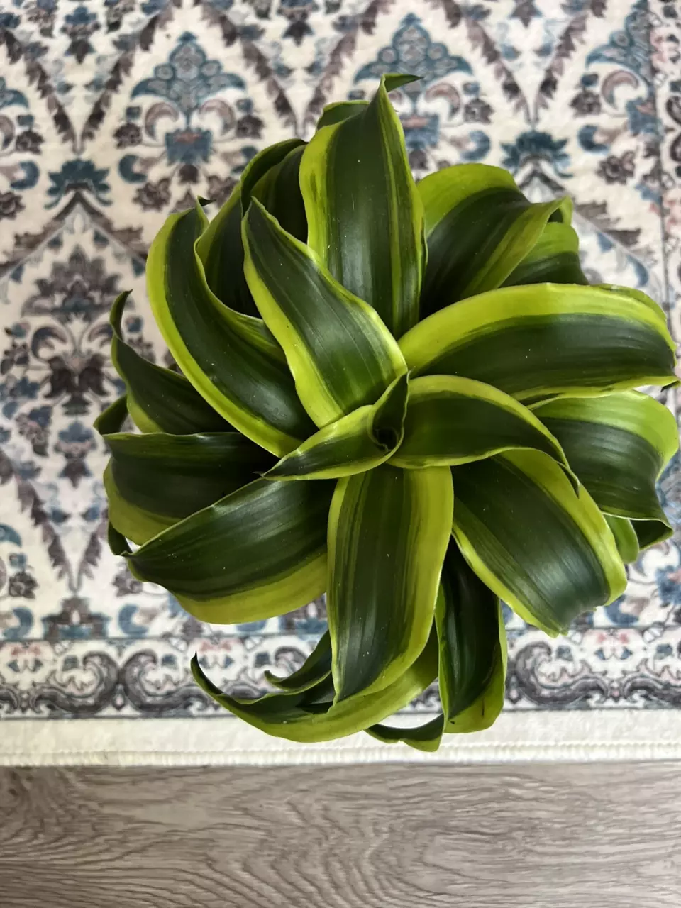 plant/4” Tornado Dracena-0