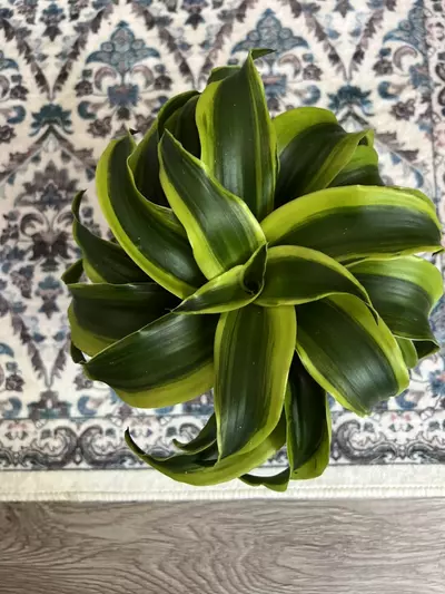 plant/4” Tornado Dracena-0-thumbnail