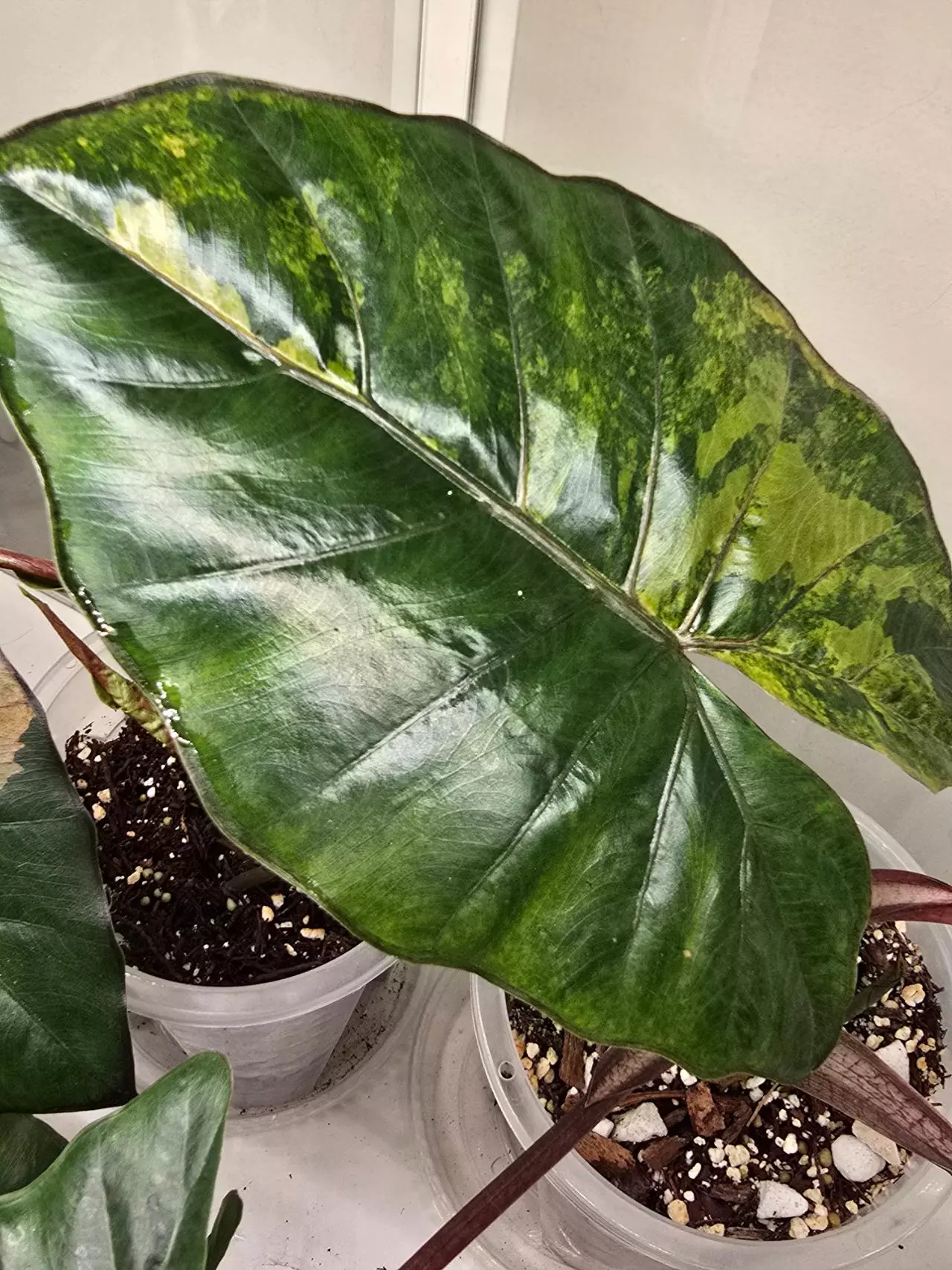 plant/Alocasia Yucutan Princess Tricolor sprouting corm-3