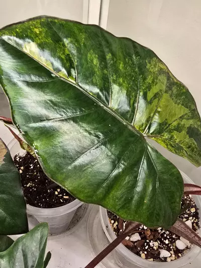 plant/Alocasia Yucutan Princess Tricolor sprouting corm-3-thumbnail