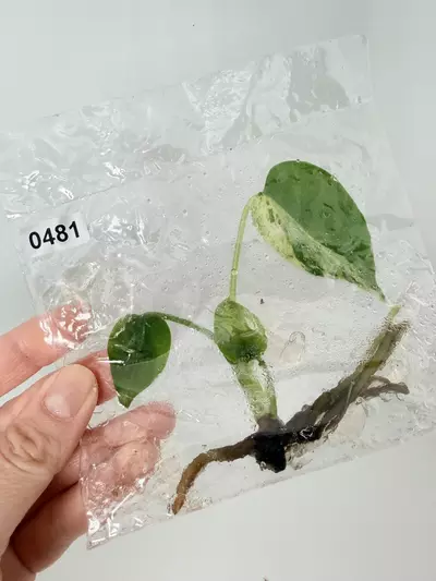 plant/TC Bulbasaur 0481 + Bulbasaur Shirt-0-thumbnail