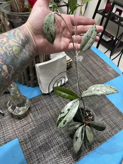 plant/Hoya Wilbur Graves China-0-thumbnail