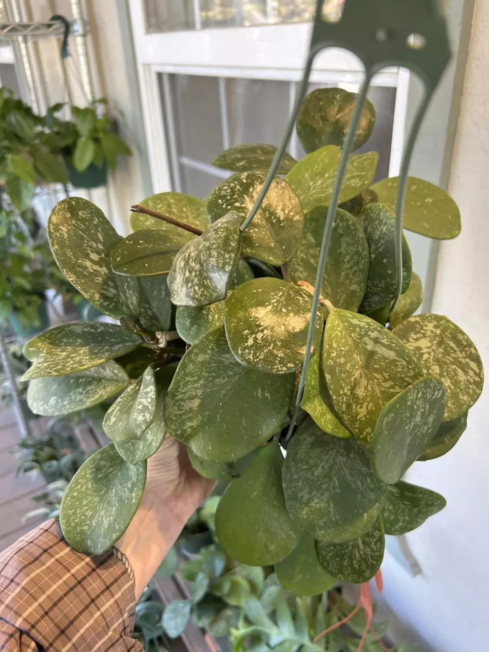 plant/6” Obovata Splash (lovers choice)-1