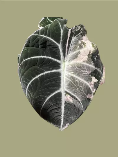 plant/Corm B - Pink Variegated Alocasia Black Velvet-0-thumbnail