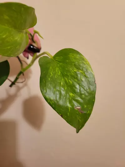 plant/Hawaiian Pothos Rooted Cutting-2-thumbnail