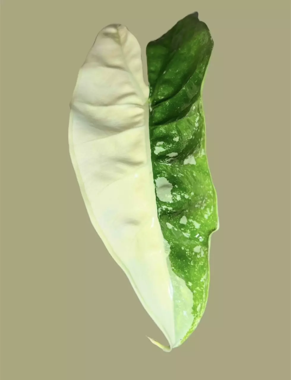 plant/Corm A - True Albo Variegated Alocasia Zebrina-0