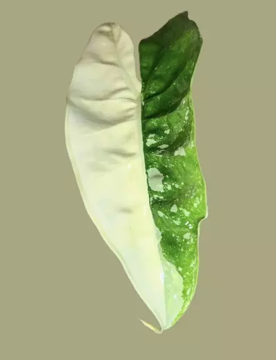 plant/Corm A - True Albo Variegated Alocasia Zebrina-0-thumbnail