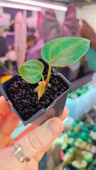 plant/A177 Black Beauty x (Black Widow X Michelle)-0-thumbnail