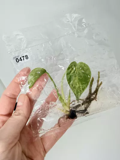 plant/TC Bulbasaur 0478 + Bulbasaur Shirt-0-thumbnail