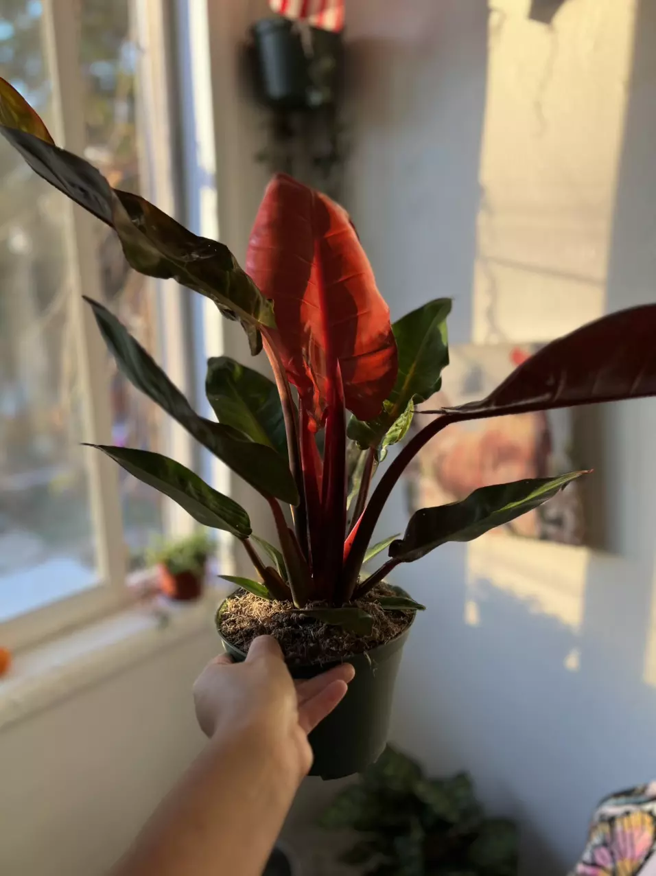 plant/6” Bright Red Philodendron-3