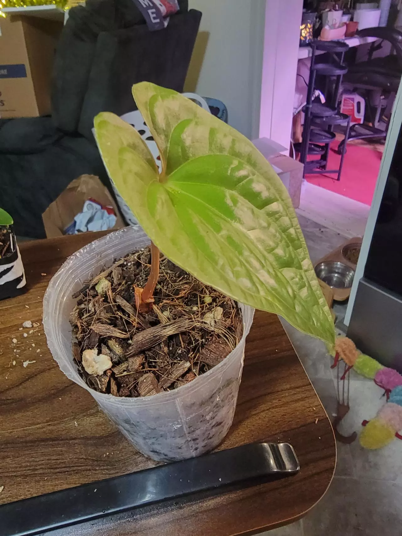 plant/Anthurium Luxury Jungle IC (Luxurians x Nigrolaminum Gigi-1