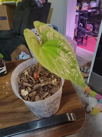 plant/Anthurium Luxury Jungle IC (Luxurians x Nigrolaminum Gigi-1-thumbnail