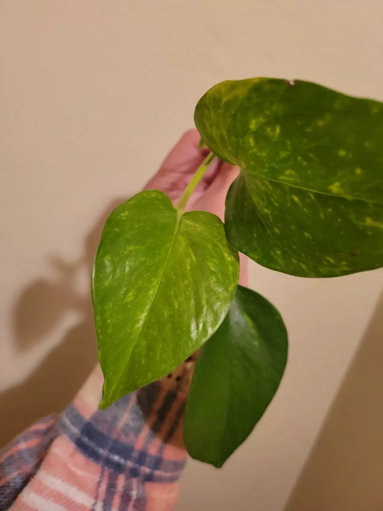plant/Hawaiian Pothos Rooted Cutting-1