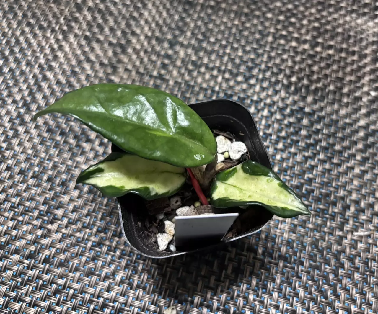 plant/Hoya Carnosa Brazil-1