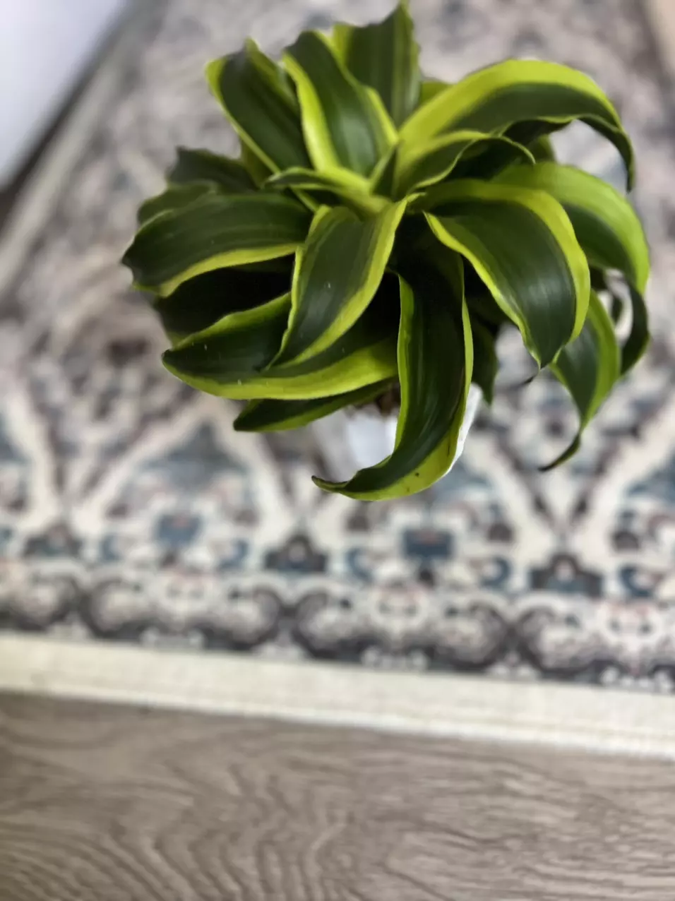 plant/4” Tornado Dracena-2