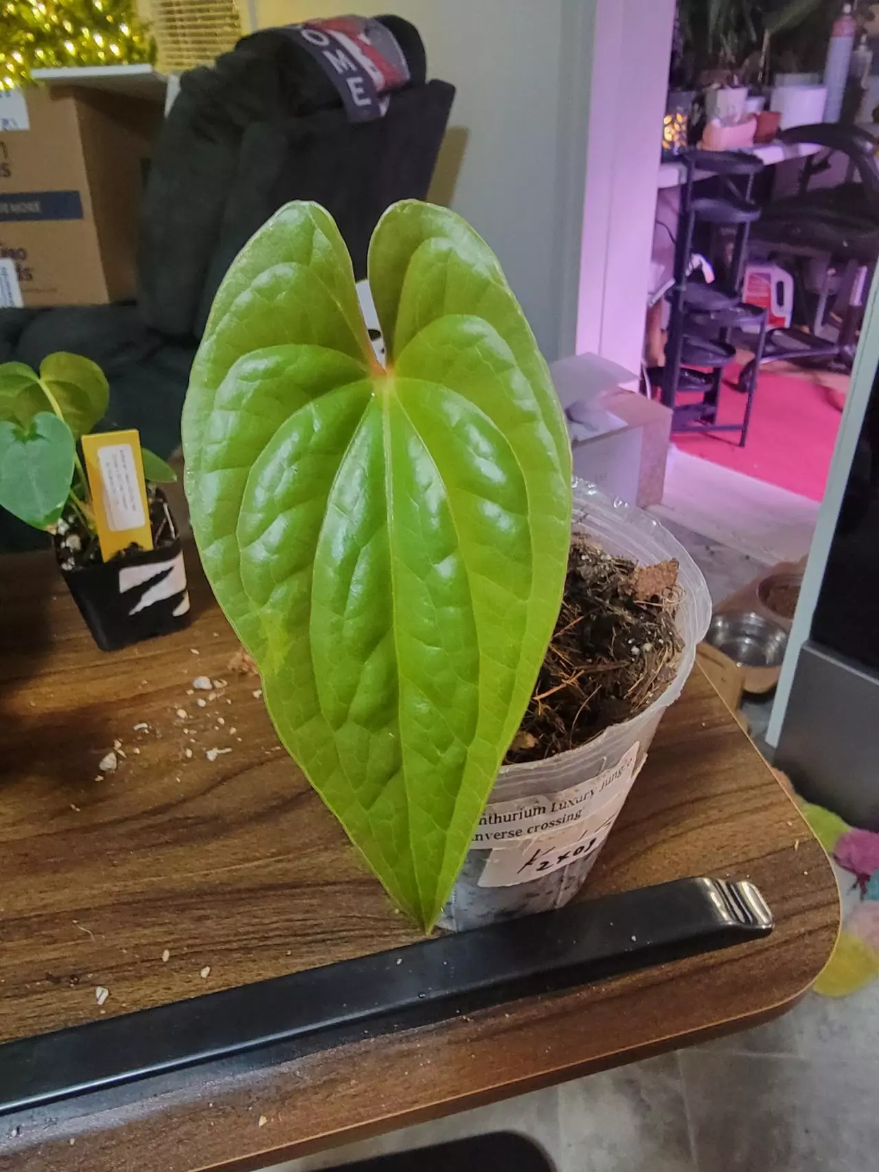 plant/Anthurium Luxury Jungle IC (Luxurians x Nigrolaminum Gigi-0