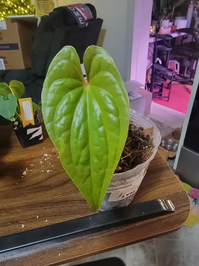 plant/Anthurium Luxury Jungle IC (Luxurians x Nigrolaminum Gigi-0-thumbnail