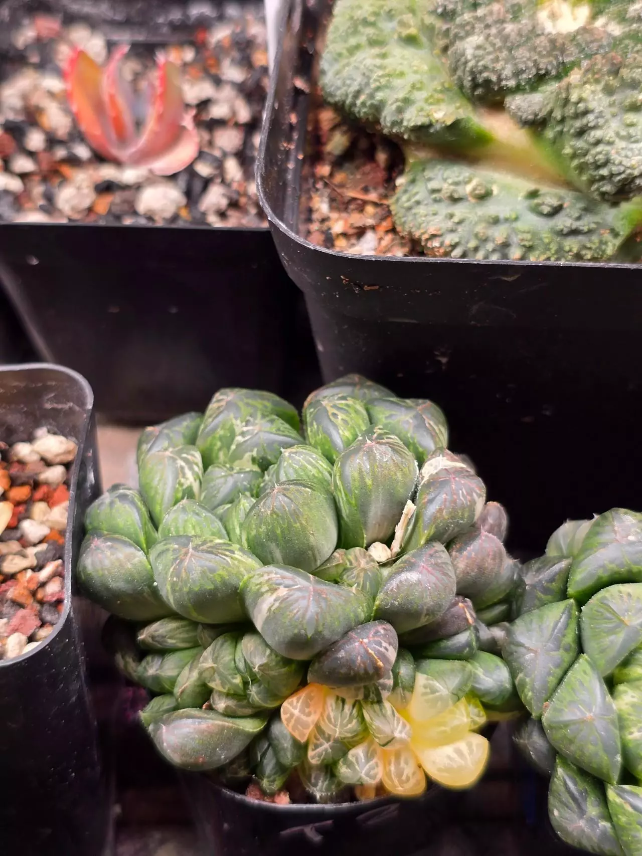 plant/Haworthia OB1 Variegated-1