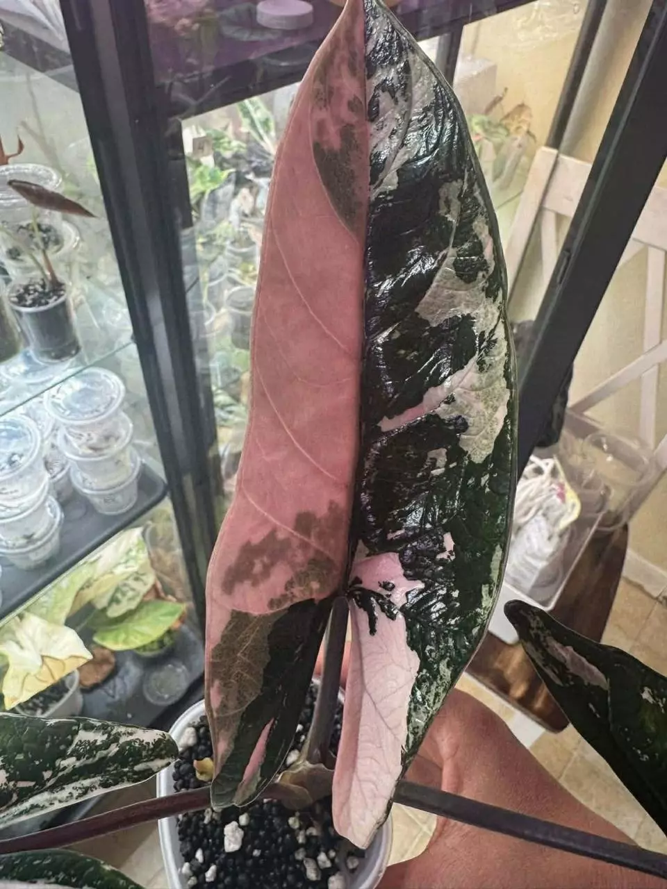 plant/Albo/Pink scalprum pup corm grown-0