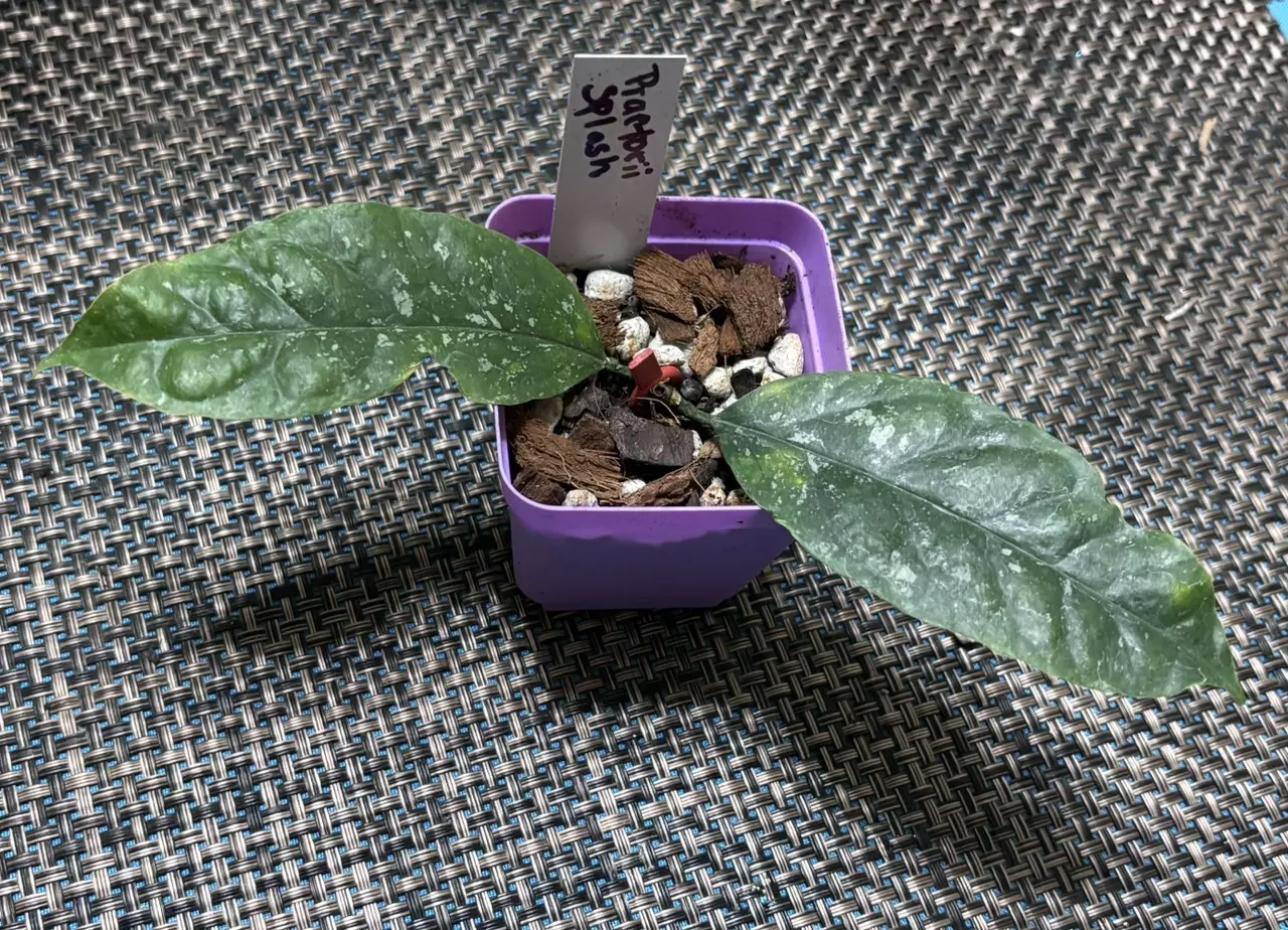 plant/Hoya Praetorii Splash-1