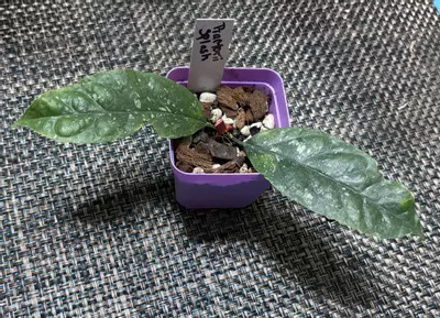 plant/Hoya Praetorii Splash-1-thumbnail