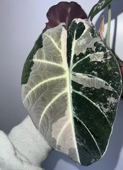 plant/Alocasia Black Velvet Pink Corms-1-thumbnail