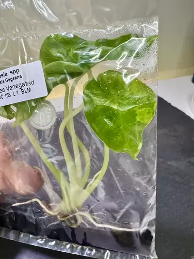 plant/Alocasia Gageana Aurea Tissue Culture-0-thumbnail