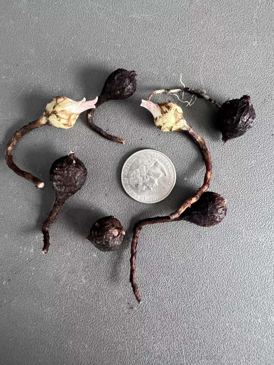 plant/Alocasia Black Velvet Pink Corms-6