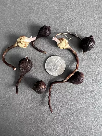 plant/Alocasia Black Velvet Pink Corms-6-thumbnail