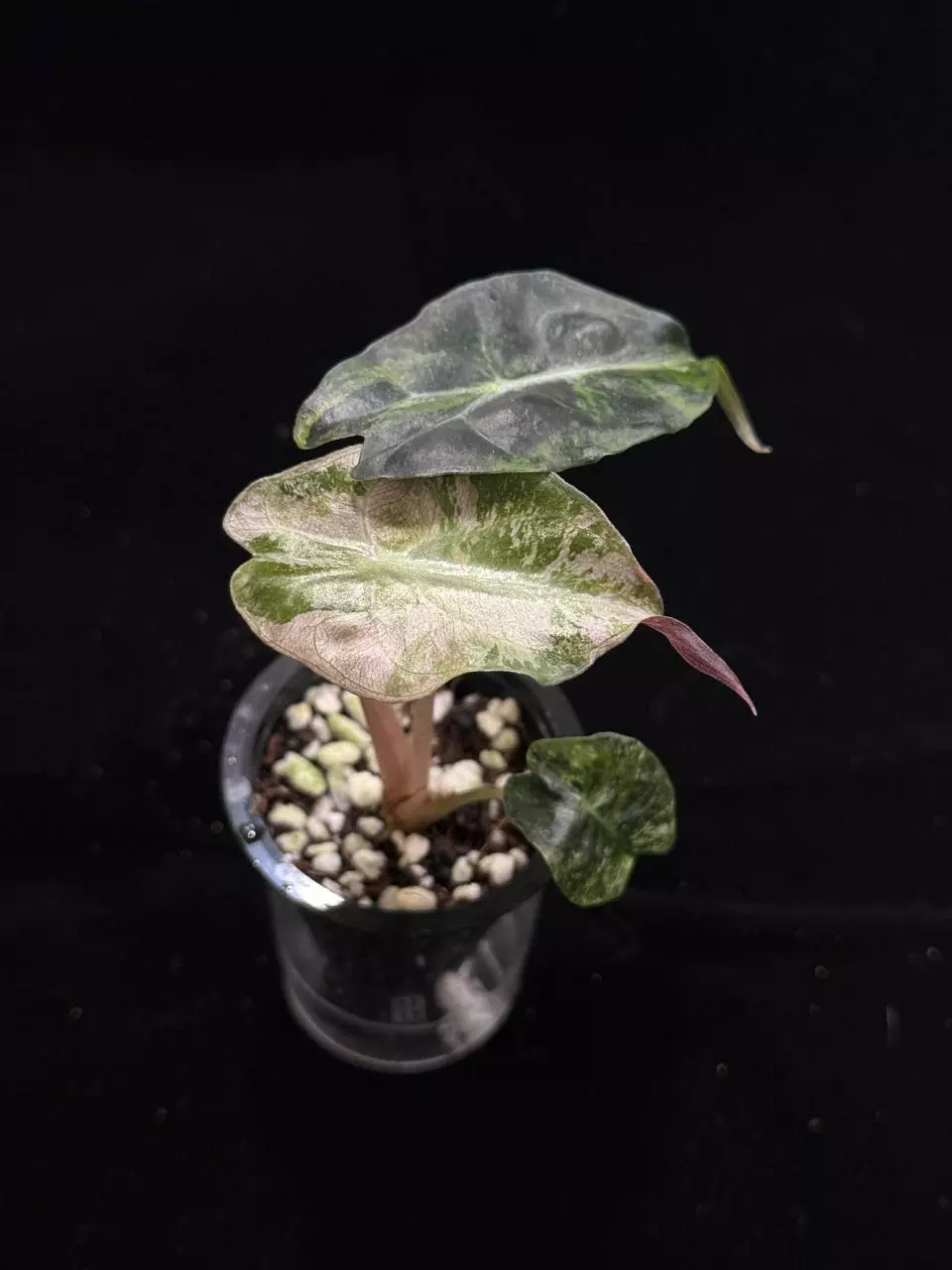 plant/Pink tricolor Venom-1