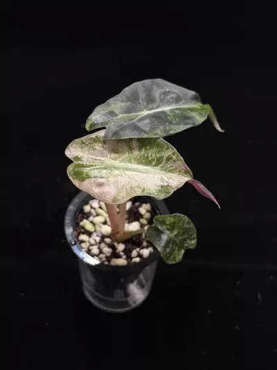 plant/Pink tricolor Venom-1-thumbnail