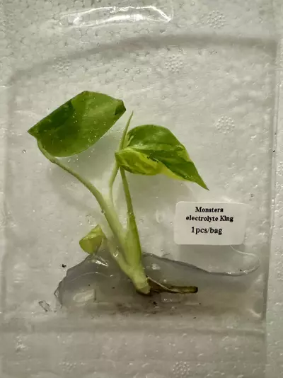 plant/Monstera Electrolyte King TC-0-thumbnail