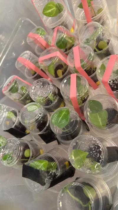 plant/Anthurium Tezula’s “Pink Lemonade X Black Widow Michelle” (selfed seedlings)-1-thumbnail