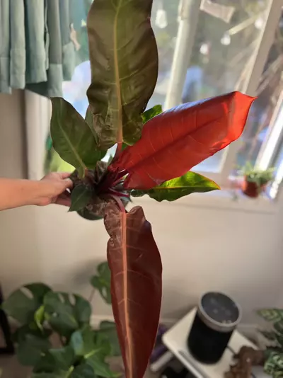plant/6” Bright Red Philodendron-2-thumbnail