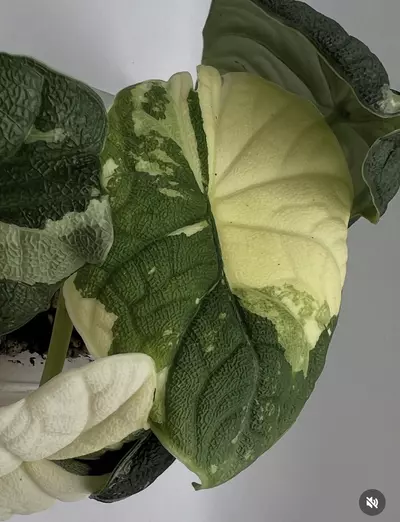 plant/Alocasia Melo Albo Corm-3-thumbnail