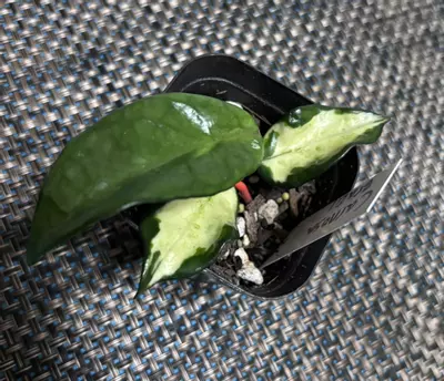 plant/Hoya Carnosa Brazil-0-thumbnail