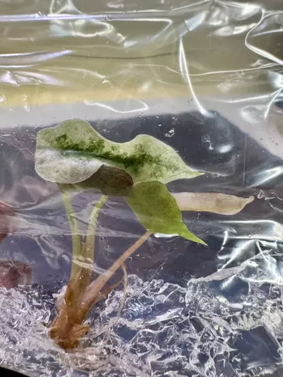 plant/Alocasia Pink Polly Variegated Tissue Culture-0-thumbnail