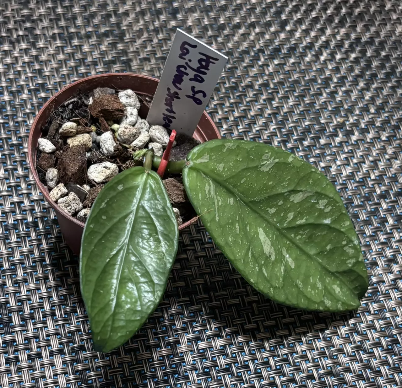 plant/Hoya SP Lai Chau Short Leaf-0