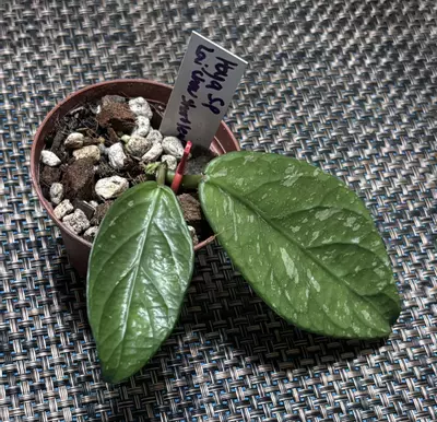 plant/Hoya SP Lai Chau Short Leaf-0-thumbnail