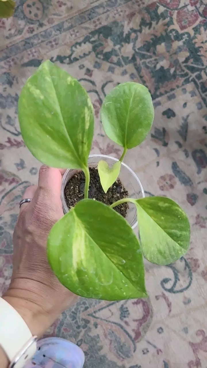 plant/Golden Pothos 3.25" 12-048-0