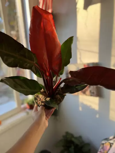 plant/6” Bright Red Philodendron-0-thumbnail