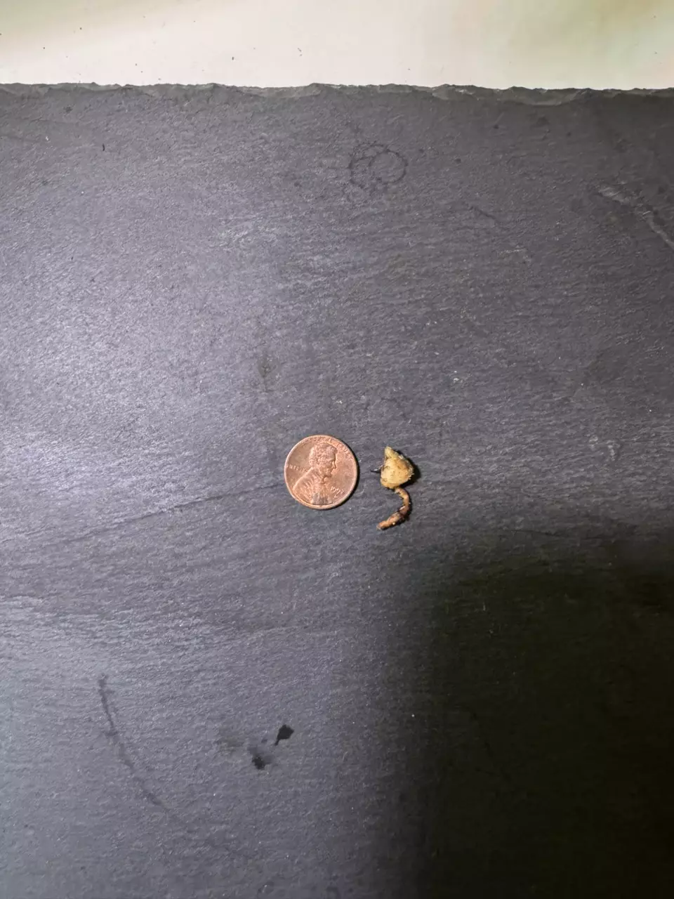 plant/Alocasia Amazonica Aurea CORM-1