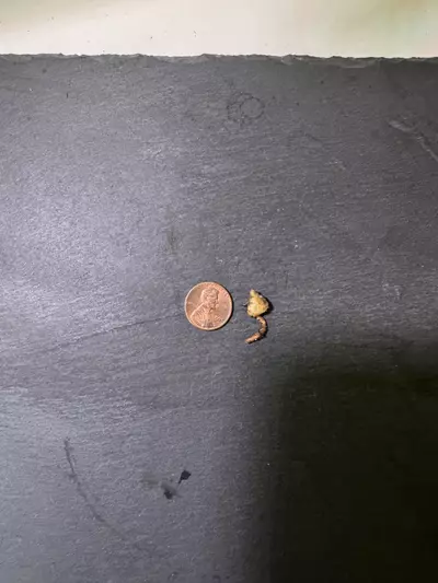 plant/Alocasia Amazonica Aurea CORM-1-thumbnail