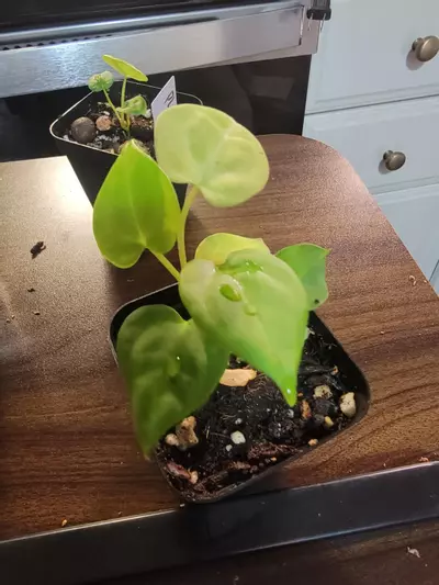 plant/Anthurium Clarinervium-0-thumbnail