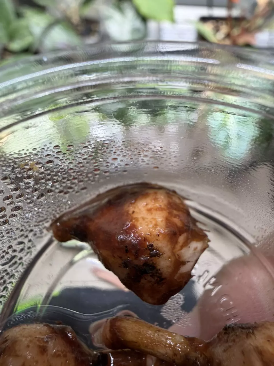 plant/Alocasia Frydek Corm-1