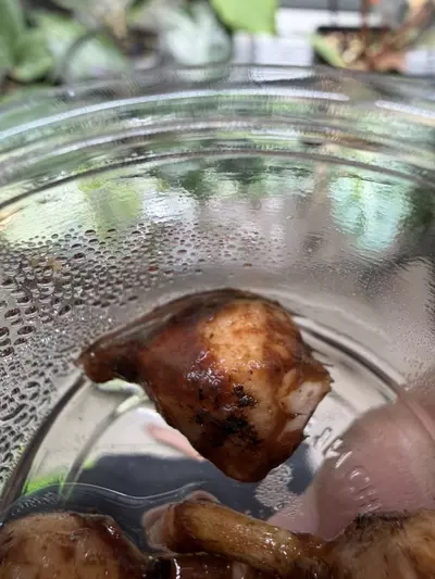 plant/Alocasia Frydek Corm-1-thumbnail